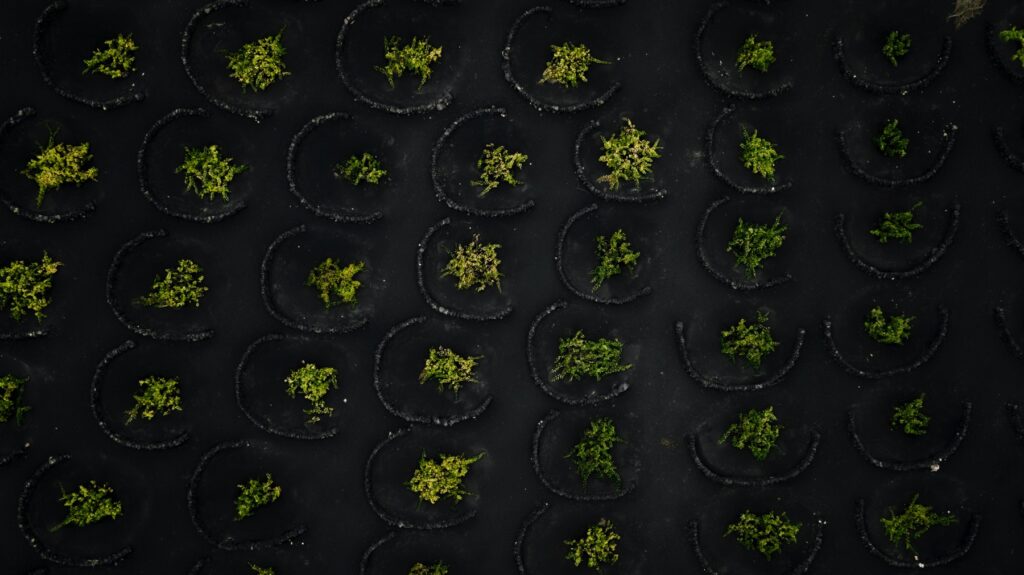 Foto vanuit de lucht recht naar beneden. We zien de gitzwarte vulkanische grond. Daarin zijn ronde muurtjes gebouwd om de wijnstokken te beschermen tegen de wind. Binnen elk muurtje groeit een helder groene plant.