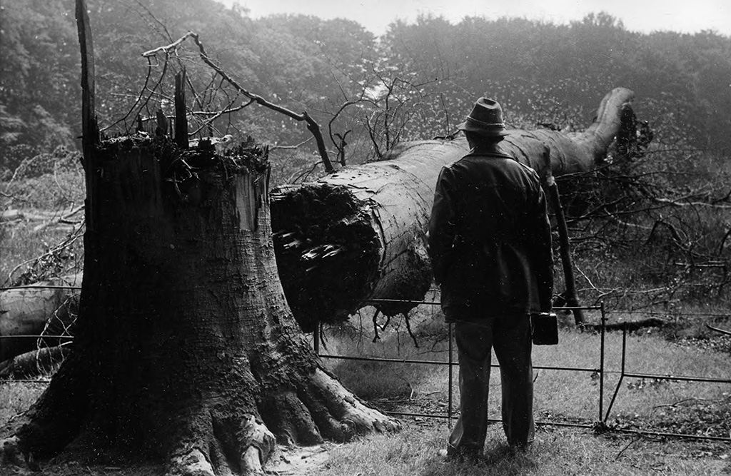 Zwartwitfoto van een man met een kistje in zijn hand. We zien hem op zijn rug en hij kijkt naar een gigantische omgehakte boom. De stomp van de boom is bijna zo groot als de man zelf. De boom ligt in de kijkrichting van de man.