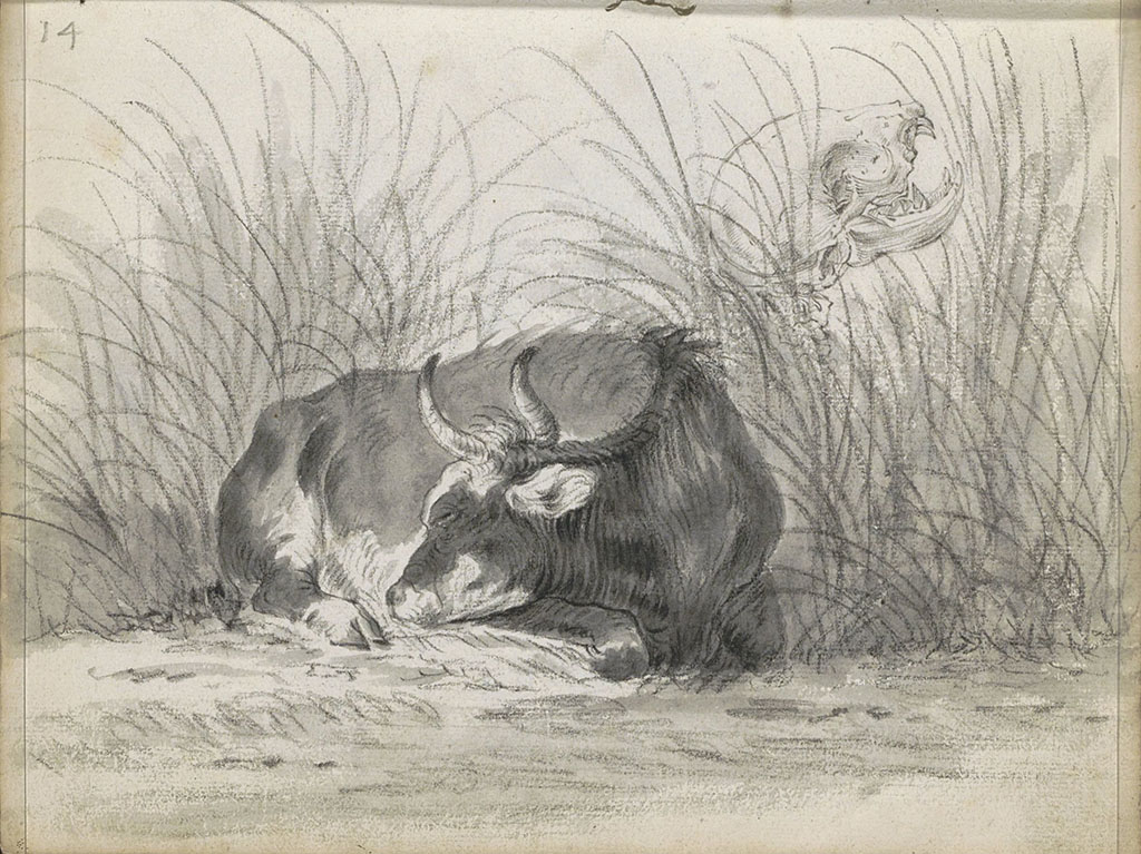 Een koe ligt in het hoge gras, haar kop naar achteren gebogen. Tevens een studie van een schedel, vermoedelijk van een dier, tussen het gras.