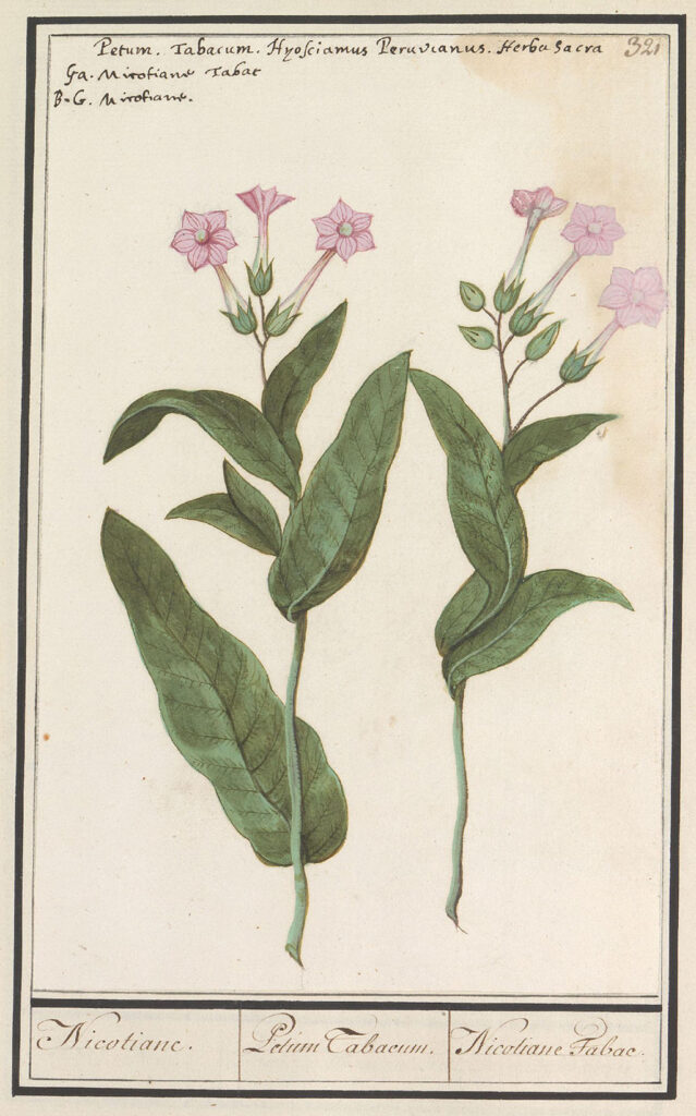 Tekening van een kruidachtige plant met lang veervormig blad en roze bloemetjes.