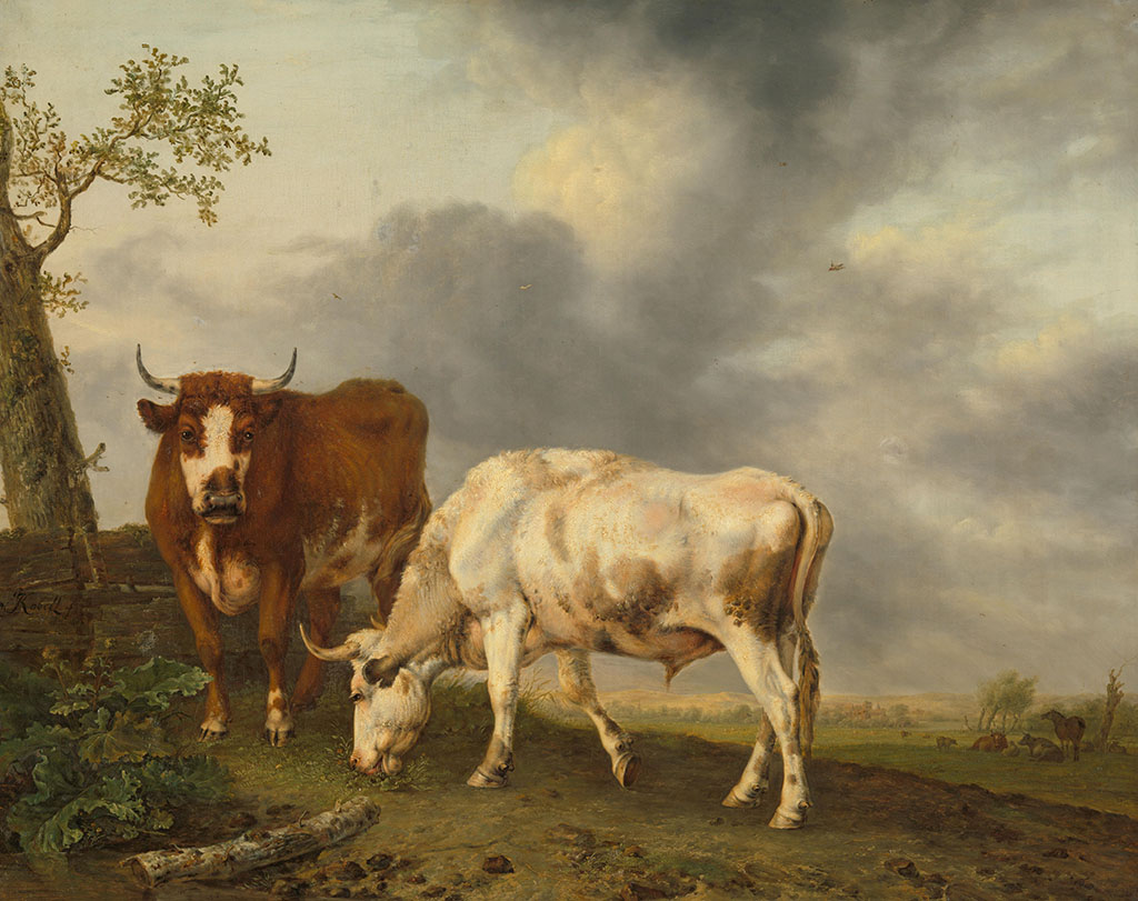 Een bruine en een witte os in een wei, de bruine kijkt ons aan en de witte graast. Op de achtergrond meer veel.