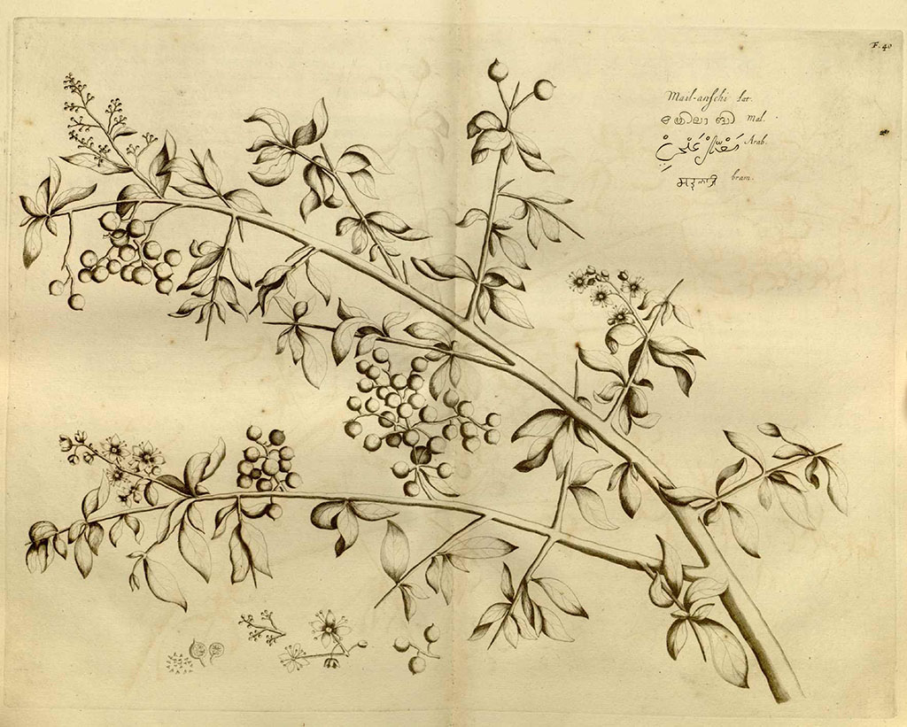 Tekening van een tak met doornige zijtakken met blad en daaraan bloemen en bessen. Rechts in de bovenhoek de namen in latijns schrift en aziatische handschriften.