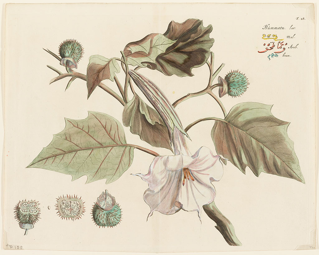 Ingekleurde gravure van een tak met daaraan een grote witte kelkbloem en twee kleinere, groene, stekelige vruchten. In de rechterbovenhoek de naam in vier handschriften.
