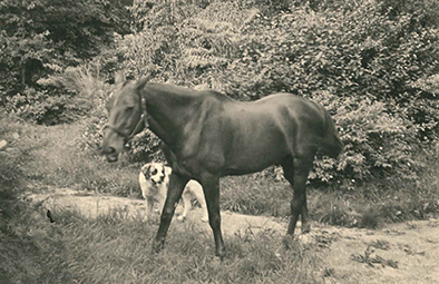 Een paard staan in een tuin met hoog gras en struiken, achter hem staat een Sintbernard hond.