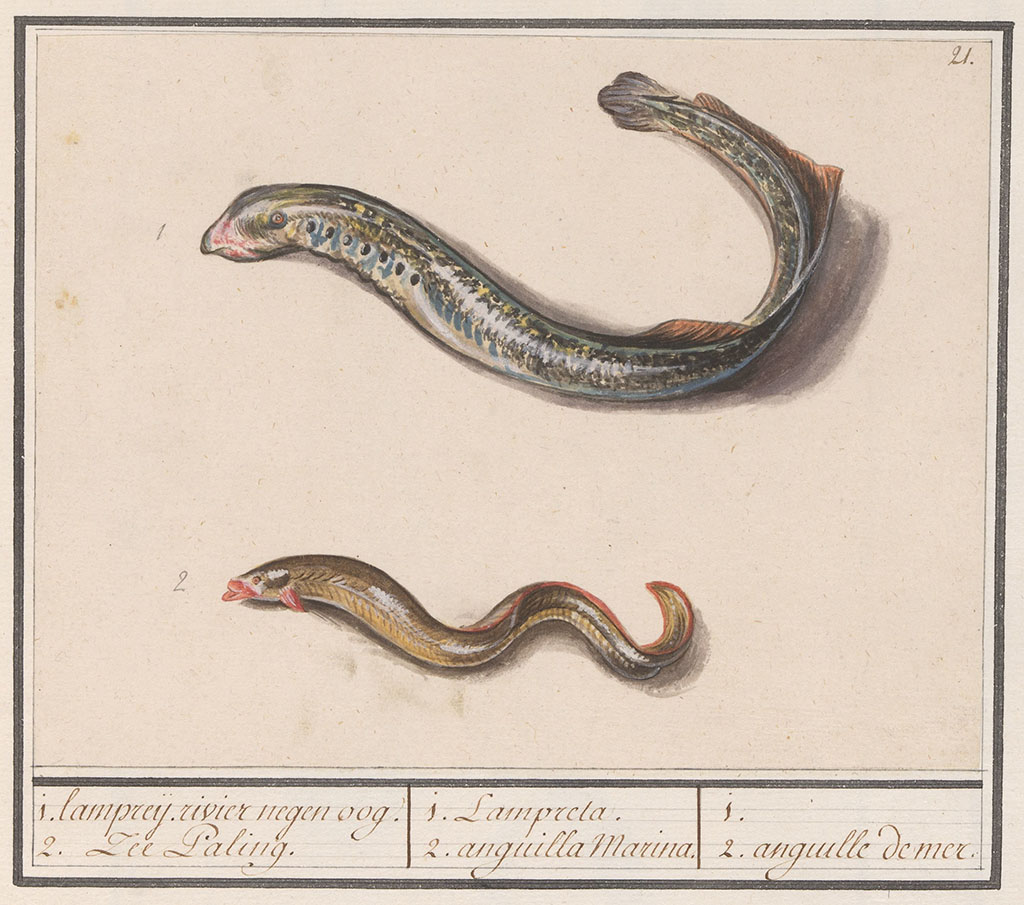 Boven een grote paling, blauw grijs, daaronder een kleinere bruine paling. Rechtsboven genummerd 21. Onder de afbeelding drie vakken met in het eerste vak de Nederlandse namen (1. lampreij rivier negen oog; 2. Zee Paling), in het tweede vak de Latijnse namen (1. Lampreta; 2. anguilla Marina) en in het derde vak de Franse namen (1. 2. anguille de mer).