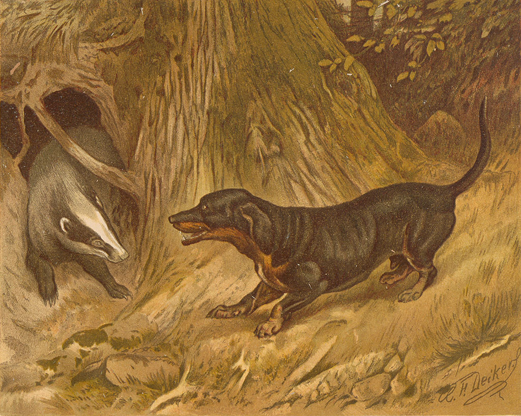 Uit een hol tussen de wortels van een boom komt een das tevoorschijn. Een teckel staat tegen hem te blaffen.