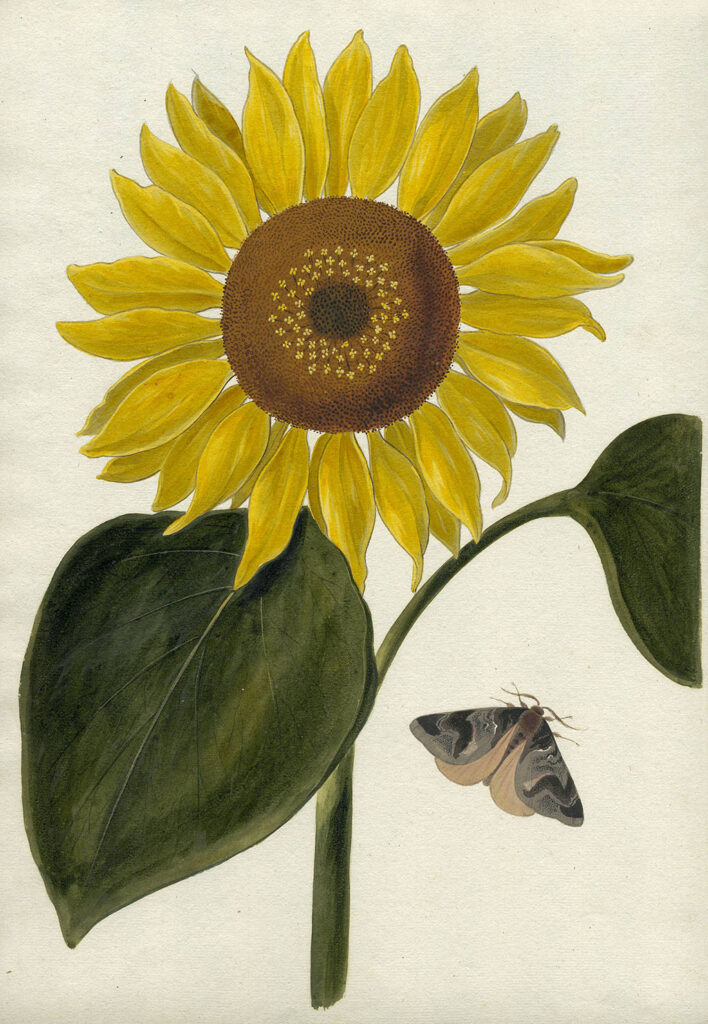 Tekening van een zonnebloem met twee bladeren en een mot.