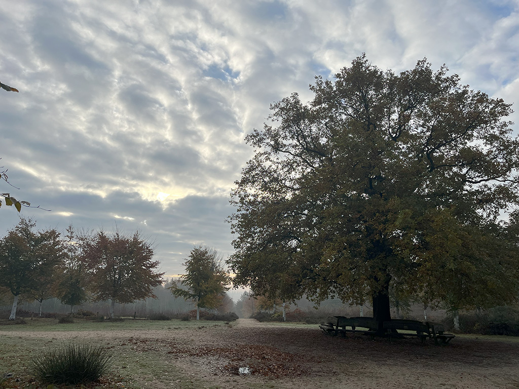 Foto van de eenzame eik in het Amerongse bos in de herfst. Rondom de gelige boom zit een bank. In een cirkel om de boom heen staan berken en daarachter is het bos. Op de achtergrond zie je een bospad naar beneden gaan.