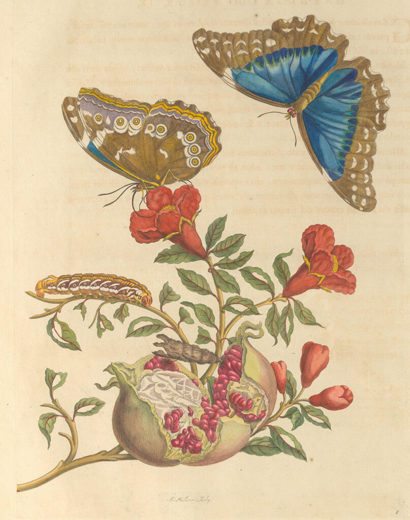 Onder een open granaatappel met pitjes aan een tak. Aan de tak zitten kleine blaadjes en rode bloemen. Op één van de takken kruipt een rups. Op één van de bloemen zit een vlinder met de vleugels gesloten. De vleugels zijn bruin, met ogen en een lila rand. Rechts boven vliegt een vlinder met blauw met bruine vleugels.