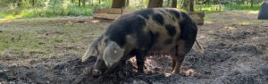 Een varken in het bos bij Zuylestein