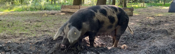 Een varken in het bos bij Zuylestein