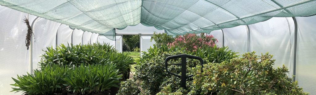 Een plastic tunnelkas met daarin allemaal groene planten en een paar oleanders in de knop.