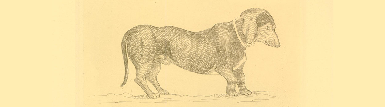 Teckel, kijkend naar rechts