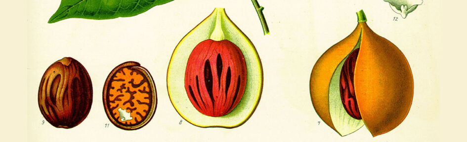 Botanische tekening van nootmuskaat: noot en vrucht.