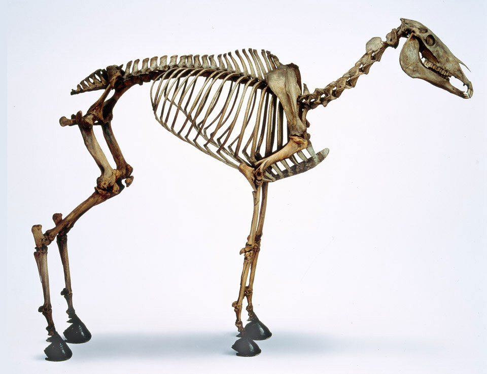 Het skelet van een paard.