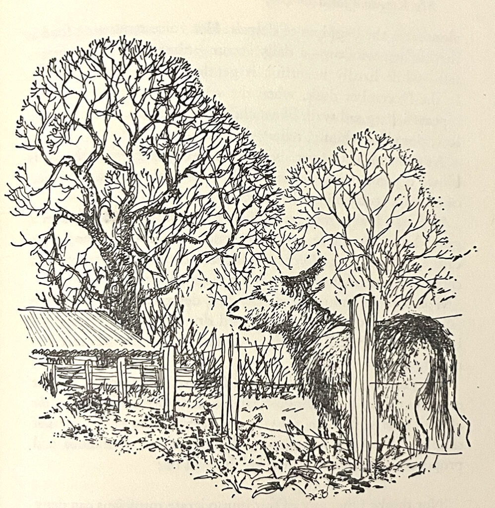 Achter een hek staat een ezel met zijn kop in de lucht en zijn bek open. Op de achtergrond bomen en een schuur.