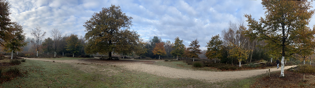 panoramafoto van een open plek met in het midden een eik