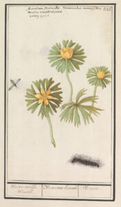 Een botanische tekening van drie bloemetjes: één helemaal open, één half open en één net niet meer in knop. De bloemetjes hebben zes gele blaadjes en een soort krans van groene blaadjes. Één van de bloemetjes heeft ook lager aan de stengel nog een blad. Links vliegt een gestreept insect en onderaan loopt een harige rups. Met toelichting in Nederlands (Winter-wolfs wortel), Latijn (Aconitum hiemale) en Frans (Aconite).