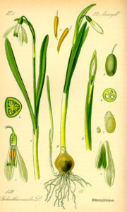 Botanische tekening van een sneeuwklokje. Helemaal links de doorsnede van een vruchtbeginsel en daaronder de dwarse doorsnede van de bloem. Daarnaast een tekening van de plant met twee bladeren en een geopende bloem. In het midden twee meeldraden, rechts daarvan een plant met een nog gesloten bloem die aan de bol met wortels vast zit, uit de bol komt een kleine scheut. Daarnaast een tekening van de bloem als die nog niet uit de stengel te voorschijn gekomen is. Aan de rechterkant vier kleinere tekeningen van een vrucht, een doorsnede van de vrucht, een kiem en het kroon- en kelkblad.