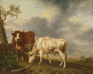 Een bruine en een witte os in een wei, de bruine kijkt ons aan en de witte graast. Op de achtergrond meer veel.