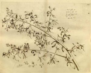 Tekening van een tak met doornige zijtakken met blad en daaraan bloemen en bessen. Rechts in de bovenhoek de namen in latijns schrift en aziatische handschriften.