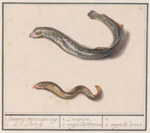 Boven een grote paling, blauw grijs, daaronder een kleinere bruine paling. Rechtsboven genummerd 21. Onder de afbeelding drie vakken met in het eerste vak de Nederlandse namen (1. lampreij rivier negen oog; 2. Zee Paling), in het tweede vak de Latijnse namen (1. Lampreta; 2. anguilla Marina) en in het derde vak de Franse namen (1. 2. anguille de mer).