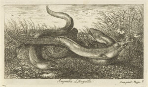 Gravure van die alen die in een weiland liggen te kronkelen
