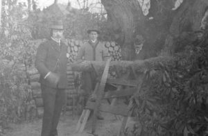 Voor een stapel gezaagde boomstammen en een brede boom staan drie mannen bij een bok waar een boomstam op ligt. Links staat de keizer in dagelijks kostuum met sik en snor en hoed op, achter de bok Sigurd von Ilsemann in Beiers vest en naast hem een heer met een snor in pak.